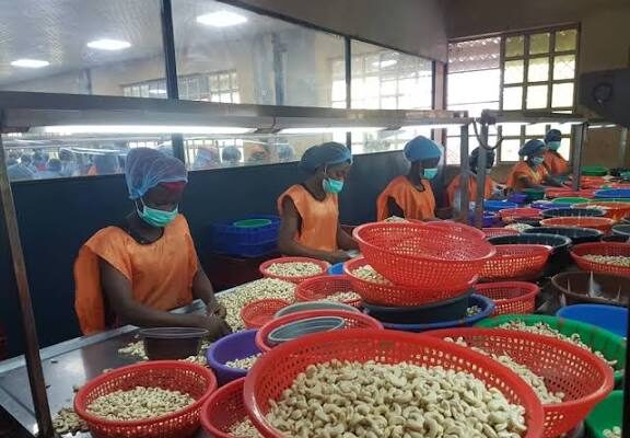 Cashew Business a Good Opportunity for Non-Oil Sector Export- Group