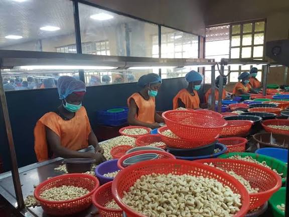 Cashew Business a Good Opportunity for Non-Oil Sector Export- Group